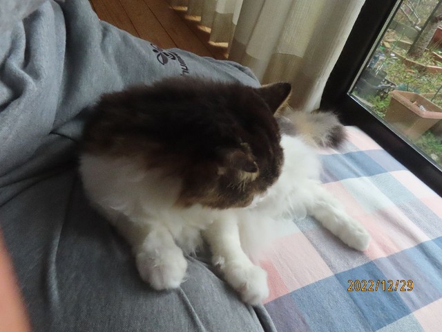 ブラッシング④おしまい