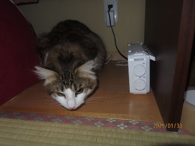 三時過ぎ和室へ来た