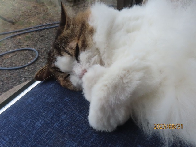 ブラッシング③