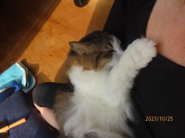 抱っこ③シャツ