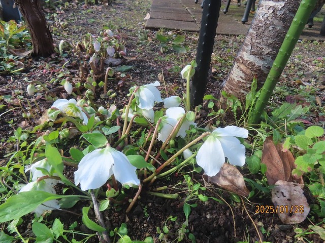クリロー開花苗