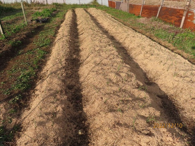 イトコタマネギ