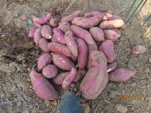 紅はるか少ない