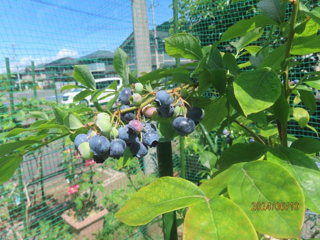 ブルーベリー②
