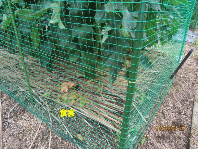食害①