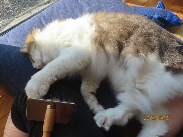 ブラッシング④