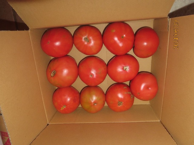 さっちゃんトマト