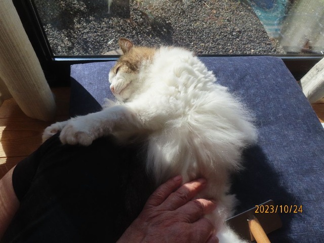 ブラッシング④