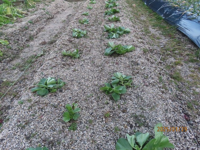 しんなりソラマメ