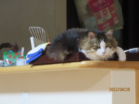 昨夜カウンター