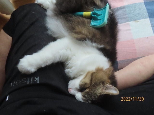 ブラッシング④