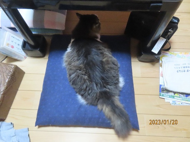 まる座布団