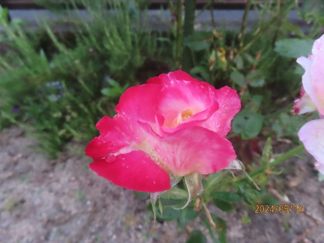 ダブルデライト②