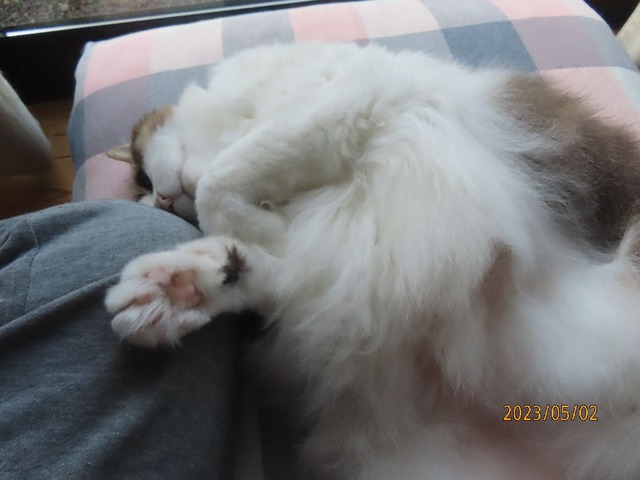 ブラッシング⑥