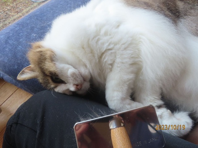 ブラッシング②