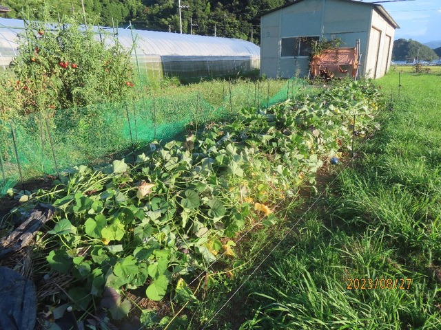 安納芋ツル返し