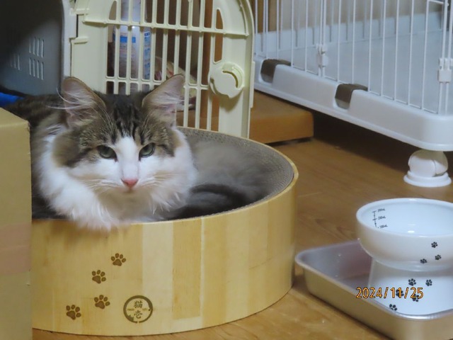 バリバリボウル