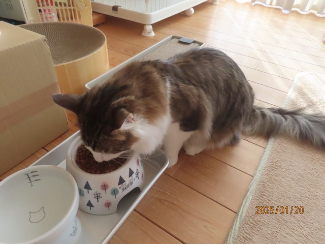 朝ゴハン