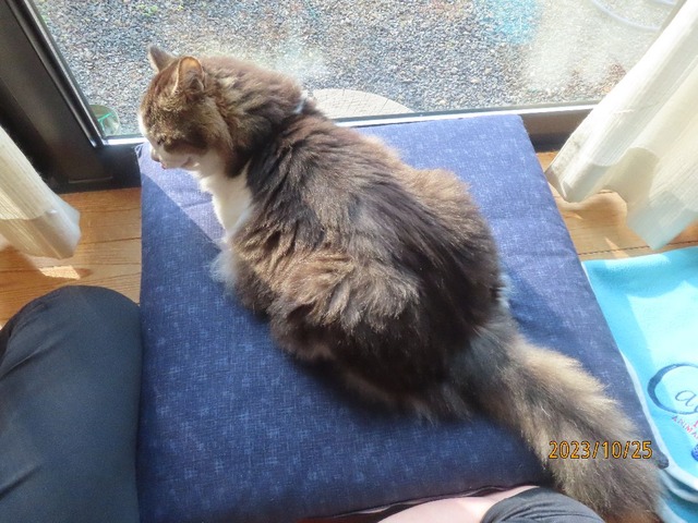 ブラッシング①