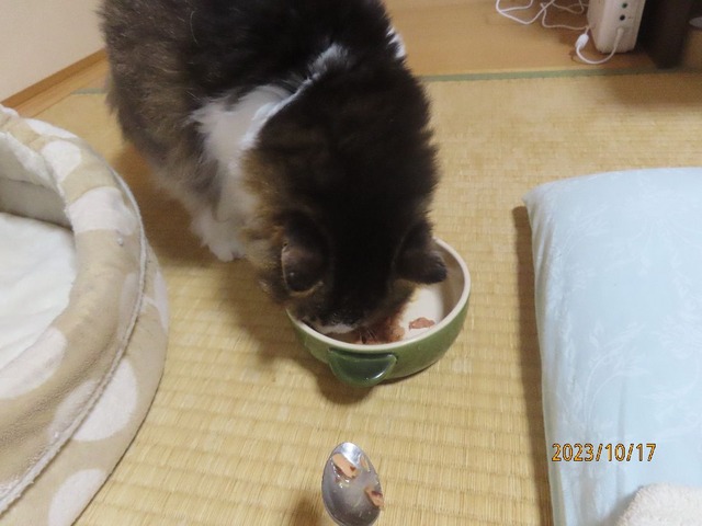 十一時ウエット