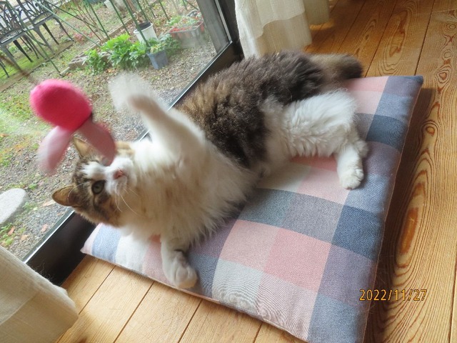 ジャラシ②