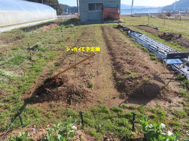 ジャガイモ予定地