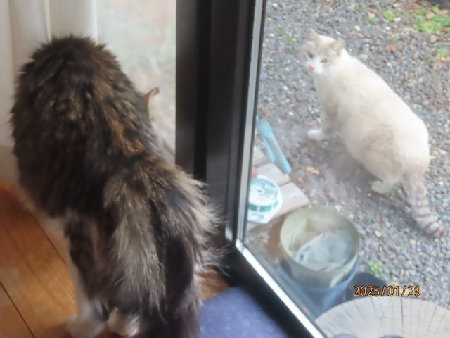 猫さん顔合わせ