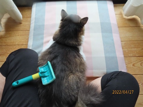 ブラッシング②