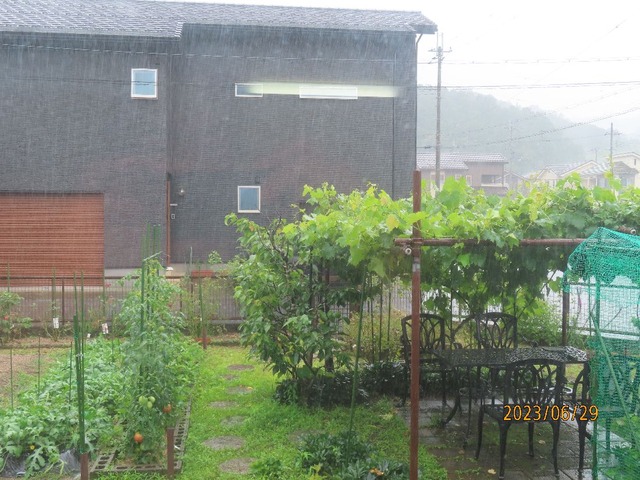 昼過ぎ豪雨
