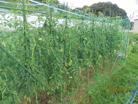 トマト②
