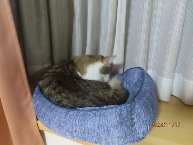 夜出窓ベッド