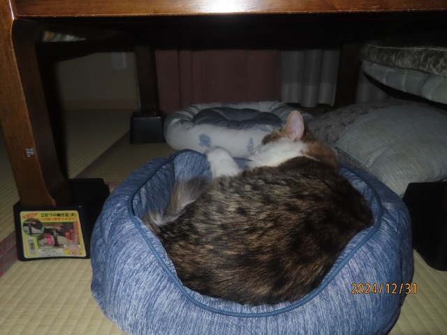 四時コタツ下