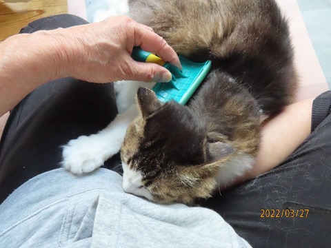 ブラッシング④