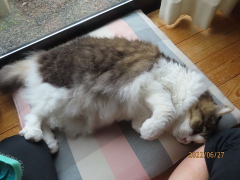 ブラッシング③