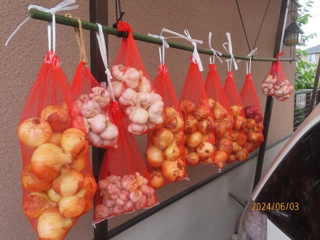 タマネギ吊り下げ