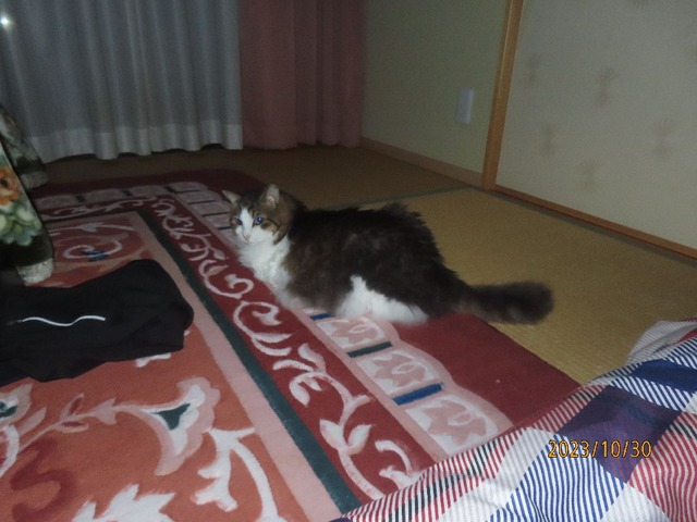 朝の五時和室ラグ