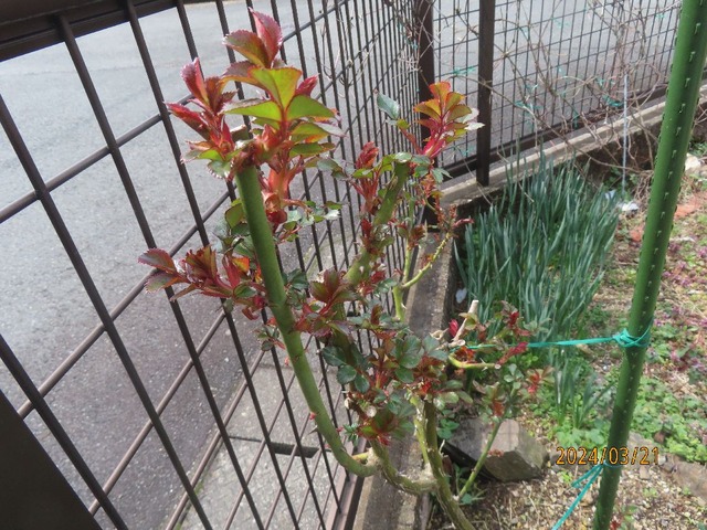 ハニーキャラメル