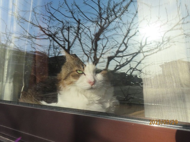 ふう「ゴハンは？」