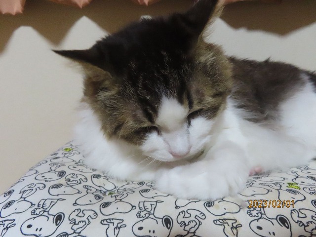 ほんわかふうちゃん