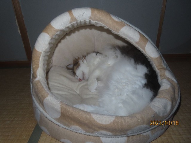 零時過ぎベッド