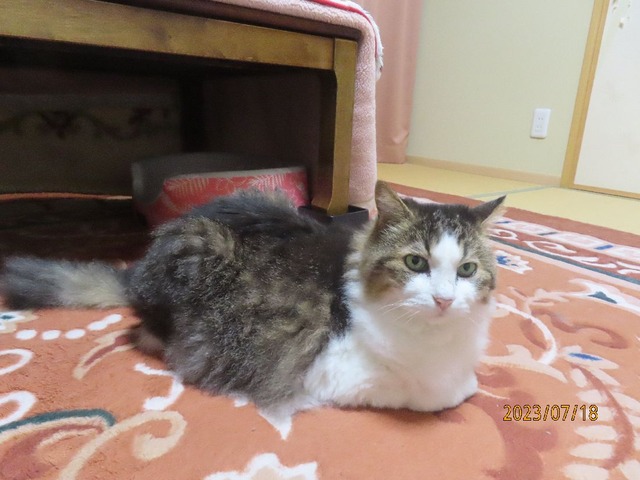 七月十八日寝る前