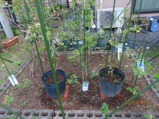 ハイブッシュ花壇