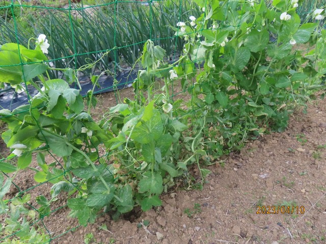 エンドウ枯れる