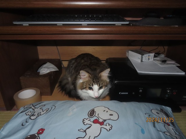 おやすみ