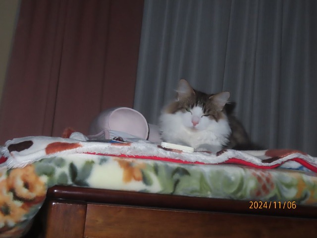 五時コタツベッド