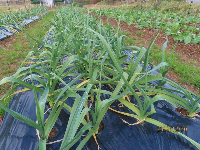平戸ニンニク②
