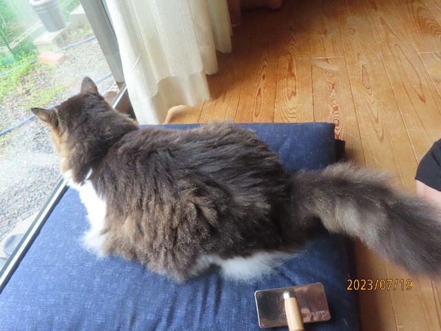 十九日ブラッシング