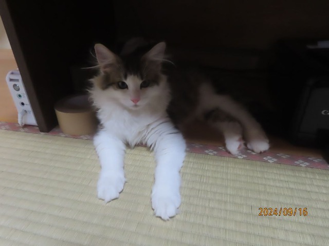 夜足元
