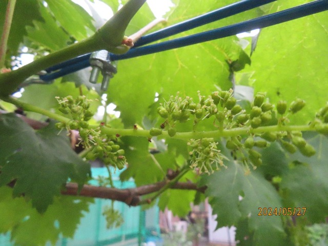 ブドウ開花②