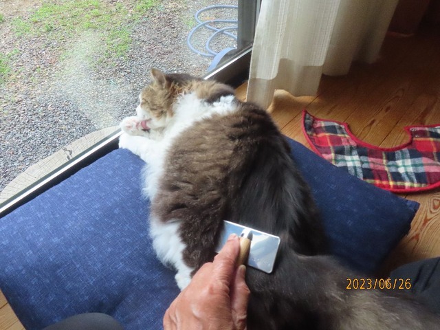 ブラッシング①